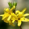 Neeraja