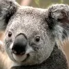 Krishna Kumar