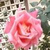 DIBYA JYOTI