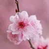 Saranya
