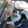 Garry Meowington