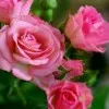 Madhumitha Moorthi