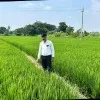 Sangu Mavi