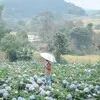 Khanh Duong