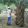 Chalid Nurdin