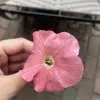 Zaib un Nisa