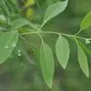 Suraj Mortate