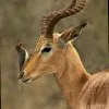 mohammed hussein