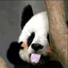 Ryan Zhuang