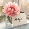 anna pham