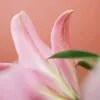 Dhivya