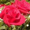 Sunny my friend is