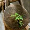 shaik wasim
