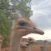 Molatelo Rosina Kekana