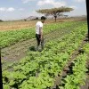 Ketema Bayu