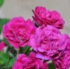 Anood Sabeel