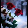 Ayesha khan
