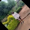 Loise Kamau
