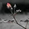 Nabeela Afnan