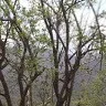 uma Murugesan
