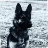 Copper Shepherd