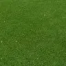 Subhashini