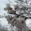 Kota Sato