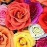 Asma Shah
