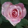Debra Nash Hentges