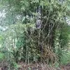 Chandaravuth Hang