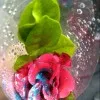 Nazish Sabir