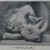 Alireza afrouzan