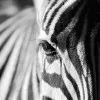 Zebra General