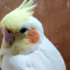 Sangee Sri
