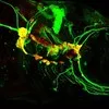 Cell Molecular Biol Training Grant