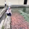 Fitriani Fitriani
