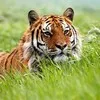 Sonu Thakur