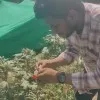 Siddu Siddu