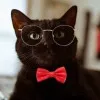 Bug Cat
