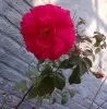 Sadia Shabbir