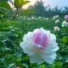 Anu Singh