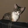 Lily Lattin