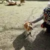 Fareeda