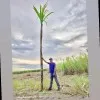 Sumarno