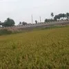M Sreenivas