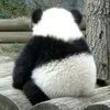Chao Wang