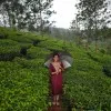 Divya Sree