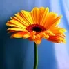izza mir