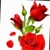 Raj Ray