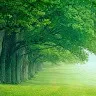 Aly Rashed